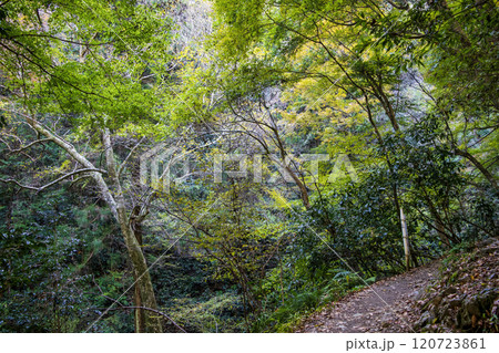 高尾山　琵琶滝コース（6号路）　登山道　第一の橋から第二の橋へ　1月下旬 120723861
