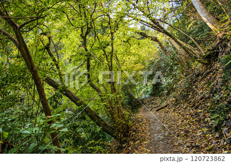高尾山　琵琶滝コース（6号路）　登山道　第一の橋から第二の橋へ　11月下旬 120723862