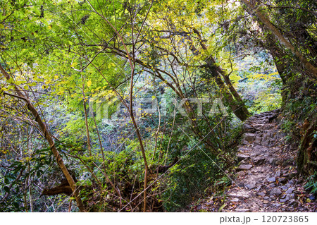 高尾山　琵琶滝コース（6号路）　登山道　第二の橋から飛び石の橋へ　11月下旬 120723865