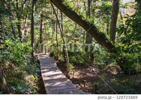 高尾山　琵琶滝コース（6号路）　登山道　登頂最後の階段　11月下旬 120723869