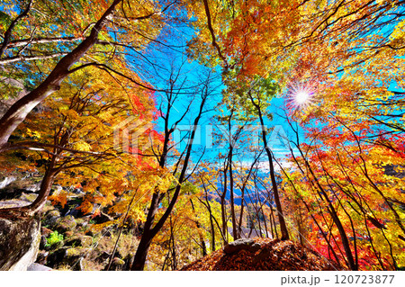 日川渓谷、栖雲寺石庭の秋 120723877