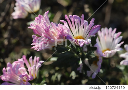 秋の庭に咲くピンク色のスプレーギクの花 120724130