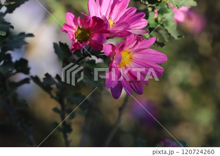 秋の庭に咲くスプレーギクのピンク色の花 120724260