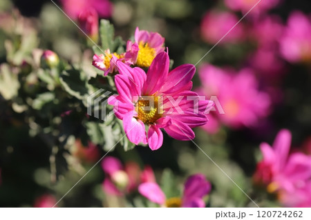 秋の庭に咲くスプレーギクのピンク色の花 120724262