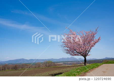 嬬恋村の畑の中の一本桜 嬬恋村の畑の中の一本桜 120724690
