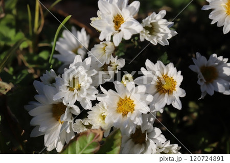 秋の庭に咲く白い小菊の花 秋の庭に咲く白い小菊の花 120724891