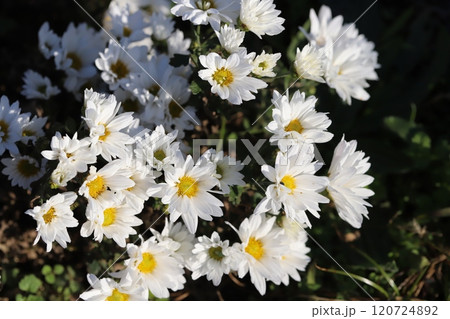 秋の庭に咲く白い小菊の花 120724892