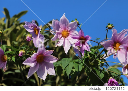 秋の庭に咲くピンク色の皇帝ダリア（キダチダリア）の花 120725152