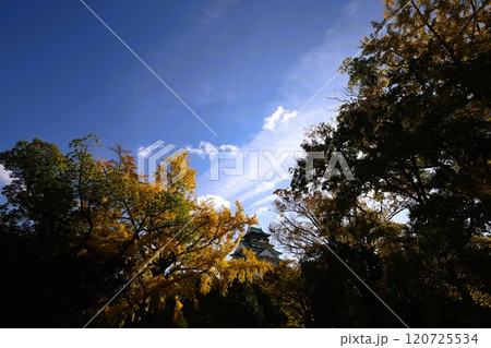 秋晴、紅葉の大阪城、天高く肥ゆる秋の空、銀杏、いちょう、なにわのことも夢のまた夢、柳や紅葉、青空の城 120725534