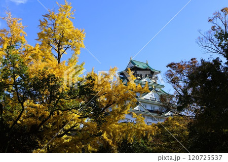 秋晴、紅葉の大阪城、天高く肥ゆる秋の空、銀杏、いちょう、なにわのことも夢のまた夢、柳や紅葉、青空の城 秋晴、紅葉の大阪城、天高く肥ゆる秋の空、銀杏、いちょう、なにわのことも夢のまた夢、柳や紅葉、青空の城 120725537