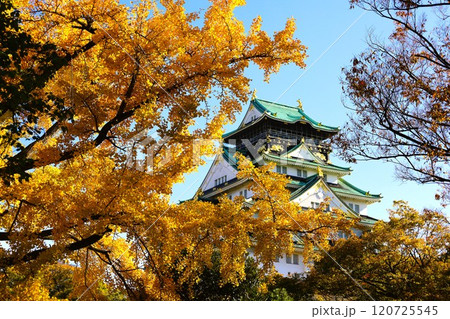 秋晴、紅葉の大阪城、天高く肥ゆる秋の空、銀杏、いちょう、なにわのことも夢のまた夢、柳や紅葉、青空の城 秋晴、紅葉の大阪城、天高く肥ゆる秋の空、銀杏、いちょう、なにわのことも夢のまた夢、柳や紅葉、青空の城 120725545