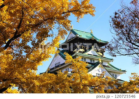 秋晴、紅葉の大阪城、天高く肥ゆる秋の空、銀杏、いちょう、なにわのことも夢のまた夢、柳や紅葉、青空の城 秋晴、紅葉の大阪城、天高く肥ゆる秋の空、銀杏、いちょう、なにわのことも夢のまた夢、柳や紅葉、青空の城 120725546