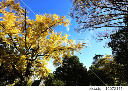 秋晴、紅葉の大阪城、天高く肥ゆる秋の空、銀杏、いちょう、なにわのことも夢のまた夢、柳や紅葉、青空の城 120725554