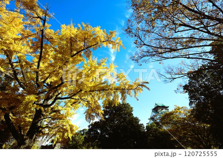 秋晴、紅葉の大阪城、天高く肥ゆる秋の空、銀杏、いちょう、なにわのことも夢のまた夢、柳や紅葉、青空の城 120725555