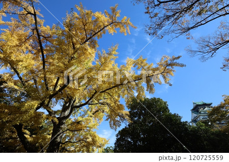 秋晴、紅葉の大阪城、天高く肥ゆる秋の空、銀杏、いちょう、なにわのことも夢のまた夢、柳や紅葉、青空の城 120725559