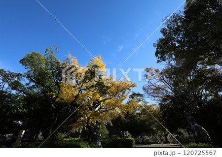 秋晴、紅葉の大阪城、天高く肥ゆる秋の空、銀杏、いちょう、なにわのことも夢のまた夢、柳や紅葉、青空の城 秋晴、紅葉の大阪城、天高く肥ゆる秋の空、銀杏、いちょう、なにわのことも夢のまた夢、柳や紅葉、青空の城 120725567