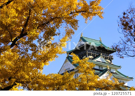 秋晴、紅葉の大阪城、天高く肥ゆる秋の空、銀杏、いちょう、なにわのことも夢のまた夢、柳や紅葉、青空の城 120725571