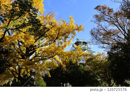秋晴、紅葉の大阪城、天高く肥ゆる秋の空、銀杏、いちょう、なにわのことも夢のまた夢、柳や紅葉、青空の城 120725576