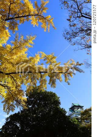 秋晴、紅葉の大阪城、天高く肥ゆる秋の空、銀杏、いちょう、なにわのことも夢のまた夢、柳や紅葉、青空の城 120725577