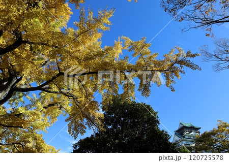 秋晴、紅葉の大阪城、天高く肥ゆる秋の空、銀杏、いちょう、なにわのことも夢のまた夢、柳や紅葉、青空の城 秋晴、紅葉の大阪城、天高く肥ゆる秋の空、銀杏、いちょう、なにわのことも夢のまた夢、柳や紅葉、青空の城 120725578