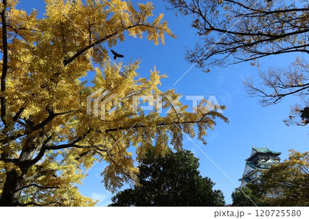 秋晴、紅葉の大阪城、天高く肥ゆる秋の空、銀杏、いちょう、なにわのことも夢のまた夢、柳や紅葉、青空の城 120725580