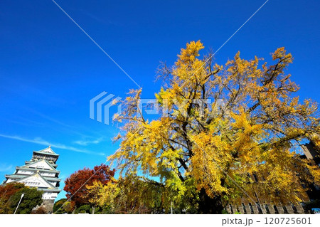 秋晴、紅葉の大阪城、天高く肥ゆる秋の空、銀杏、いちょう、なにわのことも夢のまた夢、柳や紅葉、青空の城 秋晴、紅葉の大阪城、天高く肥ゆる秋の空、銀杏、いちょう、なにわのことも夢のまた夢、柳や紅葉、青空の城 120725601