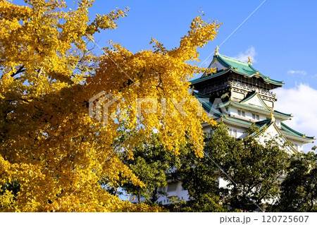 秋晴、紅葉の大阪城、天高く肥ゆる秋の空、銀杏、いちょう、なにわのことも夢のまた夢、柳や紅葉、青空の城 120725607