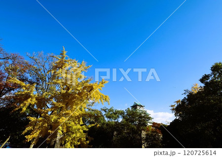 秋晴、紅葉の大阪城、天高く肥ゆる秋の空、銀杏、いちょう、なにわのことも夢のまた夢、柳や紅葉、青空の城 120725614