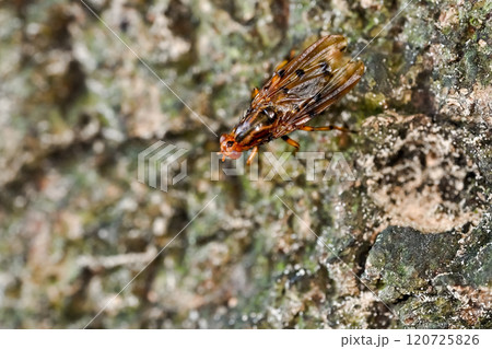 ベッコウバエ 120725826