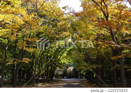 秋晴、紅葉の大阪城、天高く肥ゆる秋の空、銀杏、いちょう、なにわのことも夢のまた夢、柳や紅葉、青空の城 秋晴、紅葉の大阪城、天高く肥ゆる秋の空、銀杏、いちょう、なにわのことも夢のまた夢、柳や紅葉、青空の城 120725833