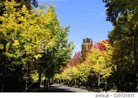 秋晴、紅葉の大阪城、天高く肥ゆる秋の空、銀杏、いちょう、なにわのことも夢のまた夢、柳や紅葉、青空の城 秋晴、紅葉の大阪城、天高く肥ゆる秋の空、銀杏、いちょう、なにわのことも夢のまた夢、柳や紅葉、青空の城 120725835