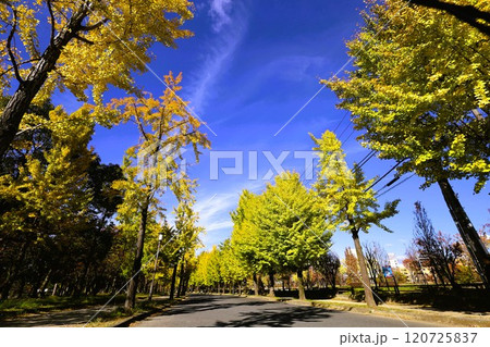 秋晴、紅葉の大阪城、天高く肥ゆる秋の空、銀杏、いちょう、なにわのことも夢のまた夢、柳や紅葉、青空の城 秋晴、紅葉の大阪城、天高く肥ゆる秋の空、銀杏、いちょう、なにわのことも夢のまた夢、柳や紅葉、青空の城 120725837