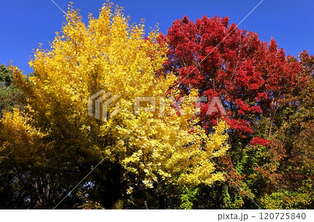 秋晴、紅葉の大阪城、天高く肥ゆる秋の空、銀杏、いちょう、なにわのことも夢のまた夢、柳や紅葉、青空の城 秋晴、紅葉の大阪城、天高く肥ゆる秋の空、銀杏、いちょう、なにわのことも夢のまた夢、柳や紅葉、青空の城 120725840