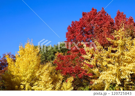 秋晴、紅葉の大阪城、天高く肥ゆる秋の空、銀杏、いちょう、なにわのことも夢のまた夢、柳や紅葉、青空の城 120725843