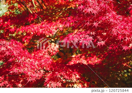 秋晴、紅葉の大阪城、天高く肥ゆる秋の空、銀杏、いちょう、なにわのことも夢のまた夢、柳や紅葉、青空の城 秋晴、紅葉の大阪城、天高く肥ゆる秋の空、銀杏、いちょう、なにわのことも夢のまた夢、柳や紅葉、青空の城 120725844