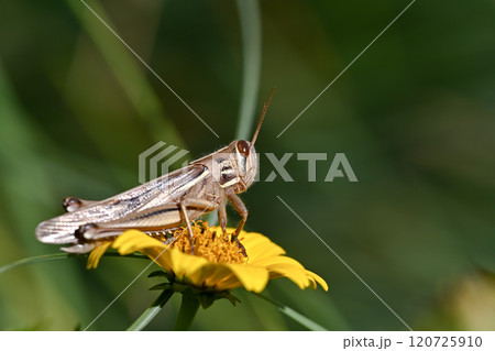 ツチイナゴ 120725910