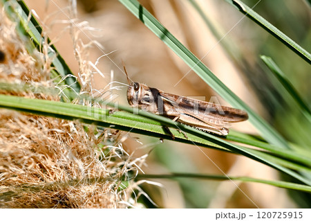 ツチイナゴ 120725915