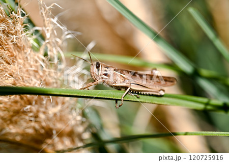 ツチイナゴ 120725916