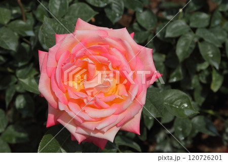 荒尾市 おもやい市民花壇 バラの花、 荒尾市 おもやい市民花壇 バラの花、 120726201