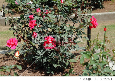 荒尾市 おもやい市民花壇 バラの花、 荒尾市 おもやい市民花壇 バラの花、 120726204