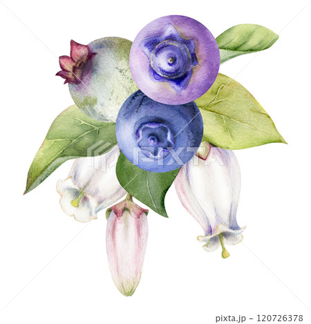 Blueberry blackberry with white pink bell flowers, hand drawn in watercolor, ripe forest berry cluster bunch. Boutonniere isolated botanical illustration. Restaurant, dessert cafe menu, farmers market 120726378