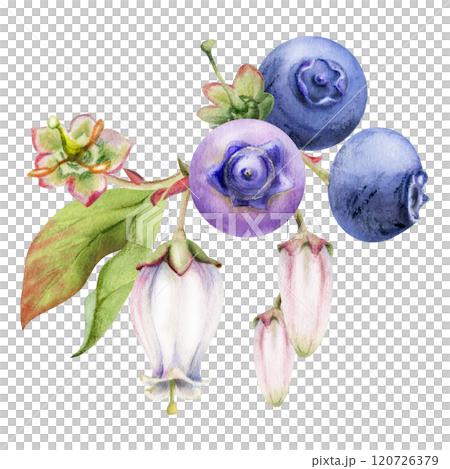 Blueberry blackberry with pink white bell flowers, ripe forest berry cluster bunch, hand drawn in watercolor. Buttonhole isolated botanical illustration. Restaurant, dessert cafe menu, farmers market Blueberry blackberry with pink white bell flowers, ripe forest berry cluster bunch, hand drawn in watercolor. Buttonhole isolated botanical illustration. Restaurant, dessert cafe menu, farmers market 120726379