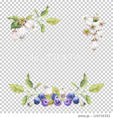 Blueberry blackberry with white pink bell flowers, hand drawn in watercolor, ripe forest berry bunch on branches. Isolated botanical garland frame illustration. Restaurant, cafe menu, farmers market Blueberry blackberry with white pink bell flowers, hand drawn in watercolor, ripe forest berry bunch on branches. Isolated botanical garland frame illustration. Restaurant, cafe menu, farmers market 120726381
