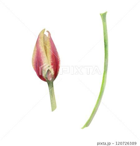 Spring bulb red and yellow tulip flower, crocus saffron with stem, botanical illustration hand drawn in watercolor, isolated on white. Single element object. Wedding bouquet, florist shop, stationery. Spring bulb red and yellow tulip flower, crocus saffron with stem, botanical illustration hand drawn in watercolor, isolated on white. Single element object. Wedding bouquet, florist shop, stationery. 120726389