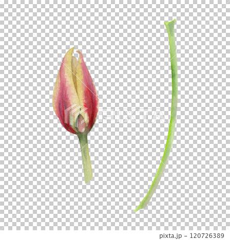 Spring bulb red and yellow tulip flower, crocus saffron with stem, botanical illustration hand drawn in watercolor, isolated on white. Single element object. Wedding bouquet, florist shop, stationery. Spring bulb red and yellow tulip flower, crocus saffron with stem, botanical illustration hand drawn in watercolor, isolated on white. Single element object. Wedding bouquet, florist shop, stationery. 120726389