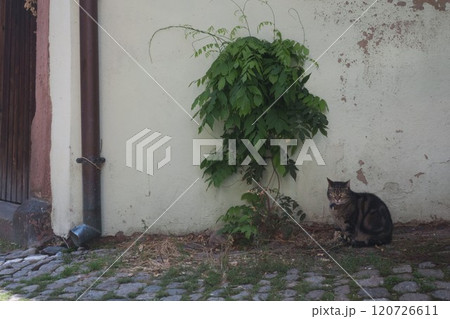 フランス　リクヴィルの街並み 120726611