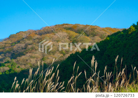 箱根　仙石原のすすき　11月 120726733