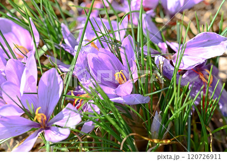 サフラン 120726911