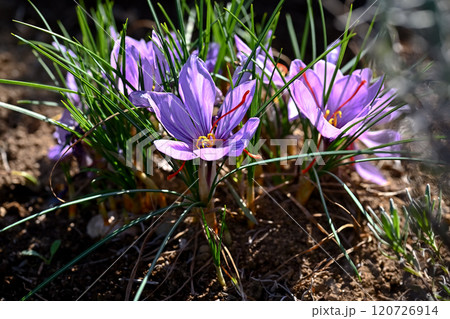 サフラン 120726914