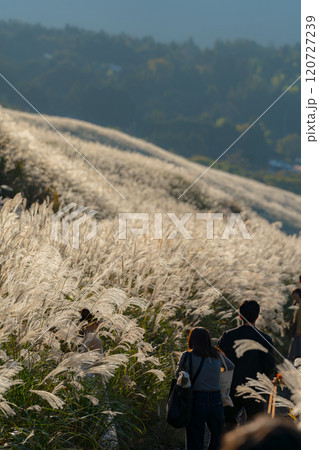 箱根　仙石原のすすき　11月 120727239